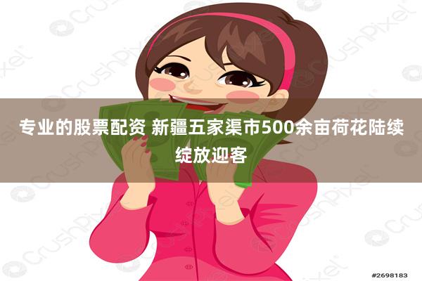 专业的股票配资 新疆五家渠市500余亩荷花陆续绽放迎客