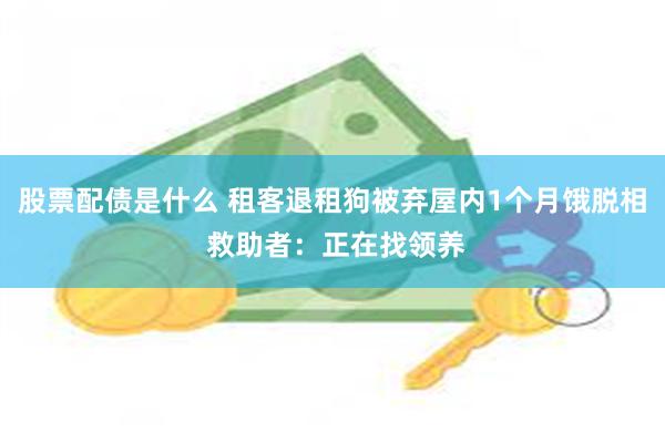 股票配债是什么 租客退租狗被弃屋内1个月饿脱相 救助者：正在找领养