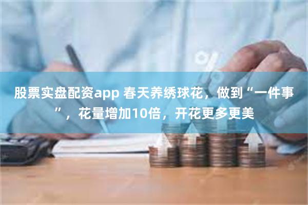 股票实盘配资app 春天养绣球花，做到“一件事”，花量增加10倍，开花更多更美