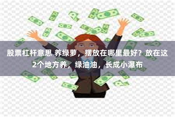 股票杠杆意思 养绿萝，摆放在哪里最好？放在这2个地方养，绿油油，长成小瀑布
