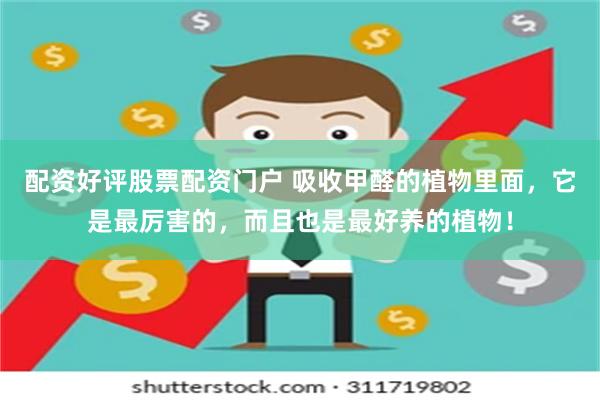 配资好评股票配资门户 吸收甲醛的植物里面,它是最厉害的,而且也是最好养的植物!