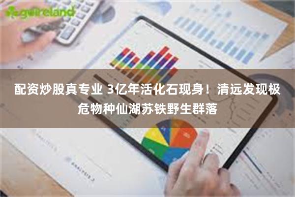 配资炒股真专业 3亿年活化石现身！清远发现极危物种仙湖苏铁野生群落